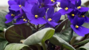 La Pianta Grassa che Fiorisce Tutto l’Anno: Scopri la Violetta Africana, il Segreto per Interni Sempre Colorati!