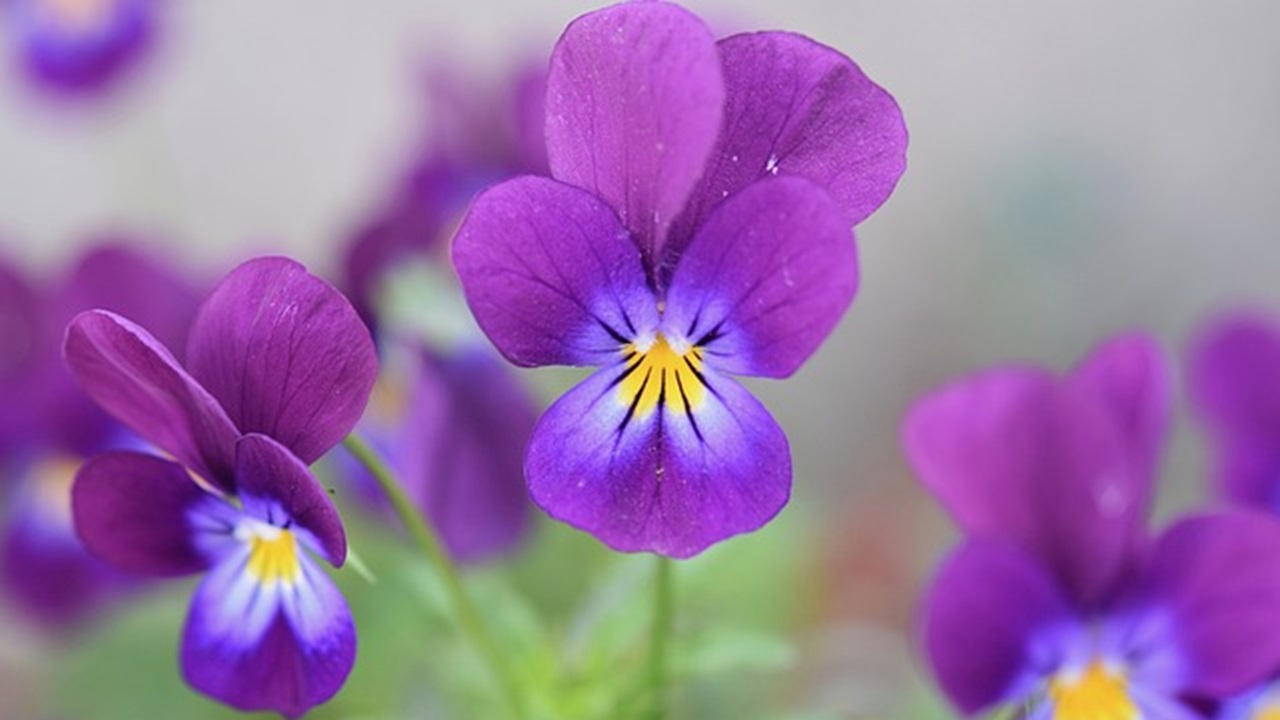 fiori viola