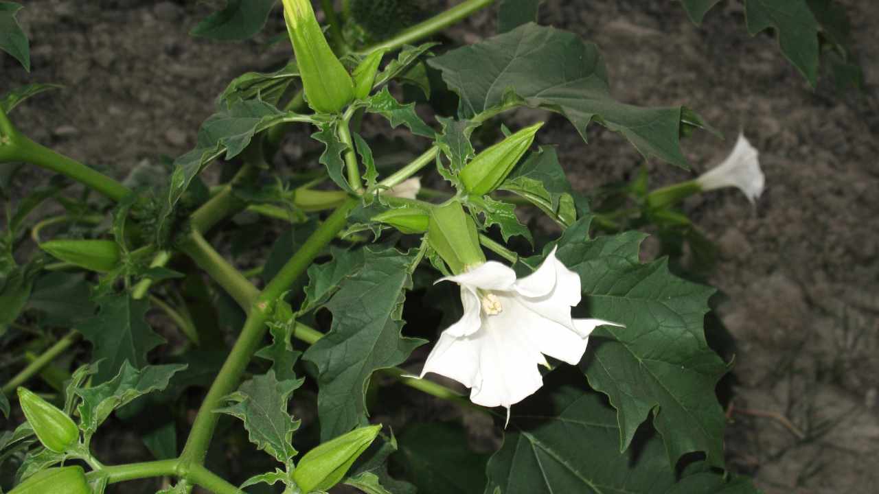 pericolosità Datura stramonium