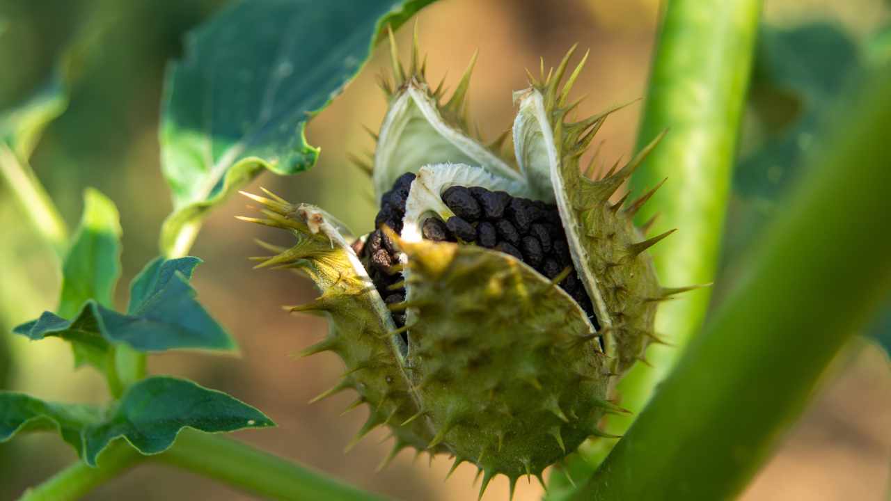 pericolosità Datura stramonium