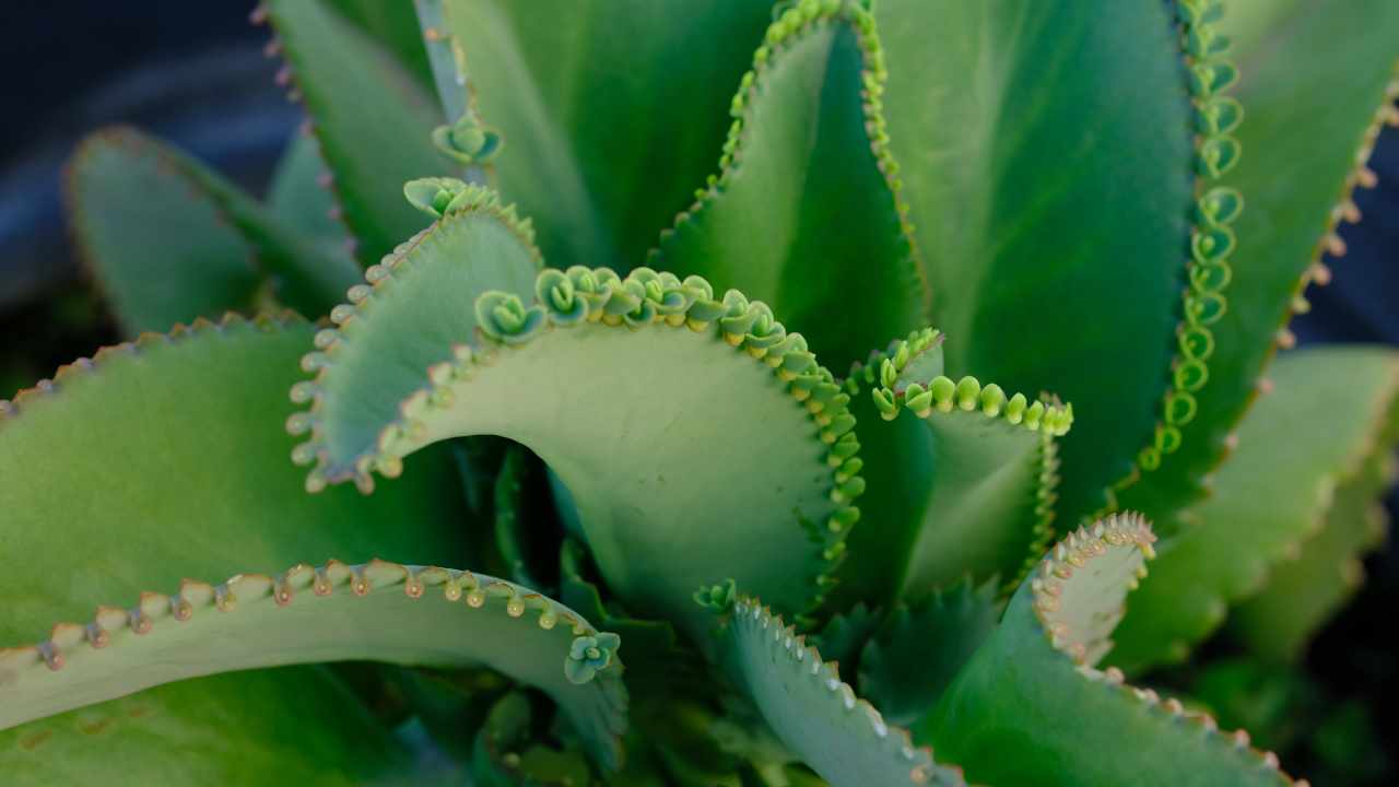 Proprietà del Kalanchoe