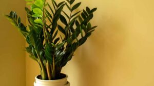 Zamioculcas, 1 tazza al giorno è sufficiente perché cresca sana e rigogliosa