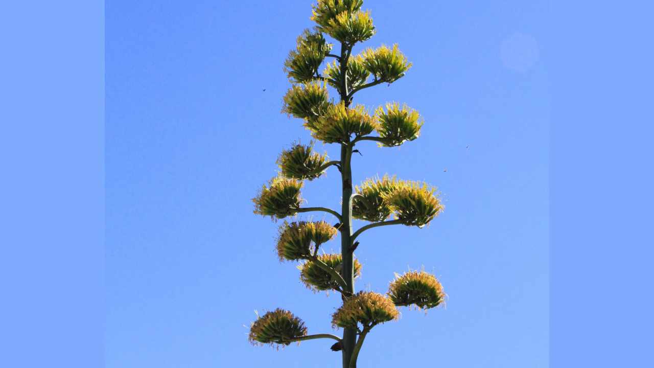 fiore agave 