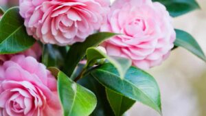 Camelie invernali: le varietà più affascinanti per un giardino fiorito anche durante il freddo