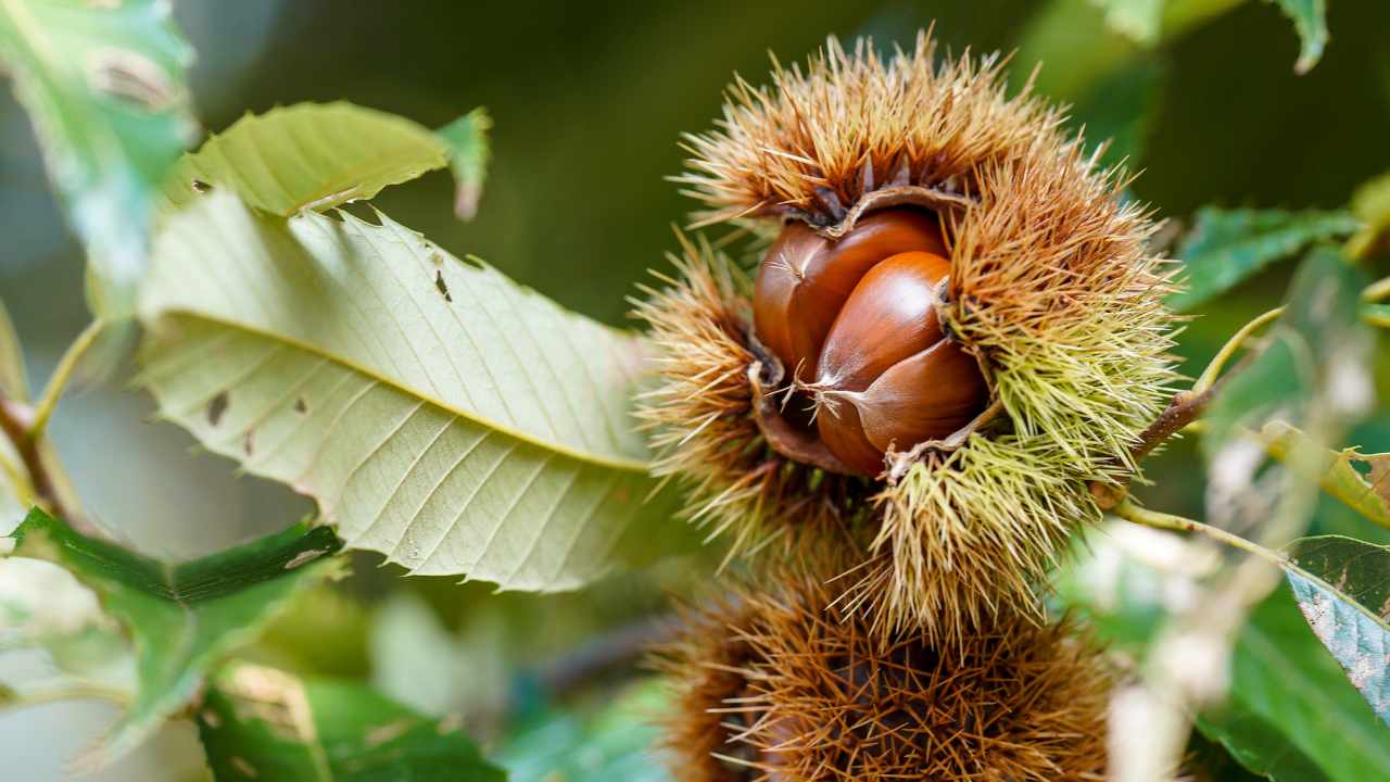 benefici e usi castagno