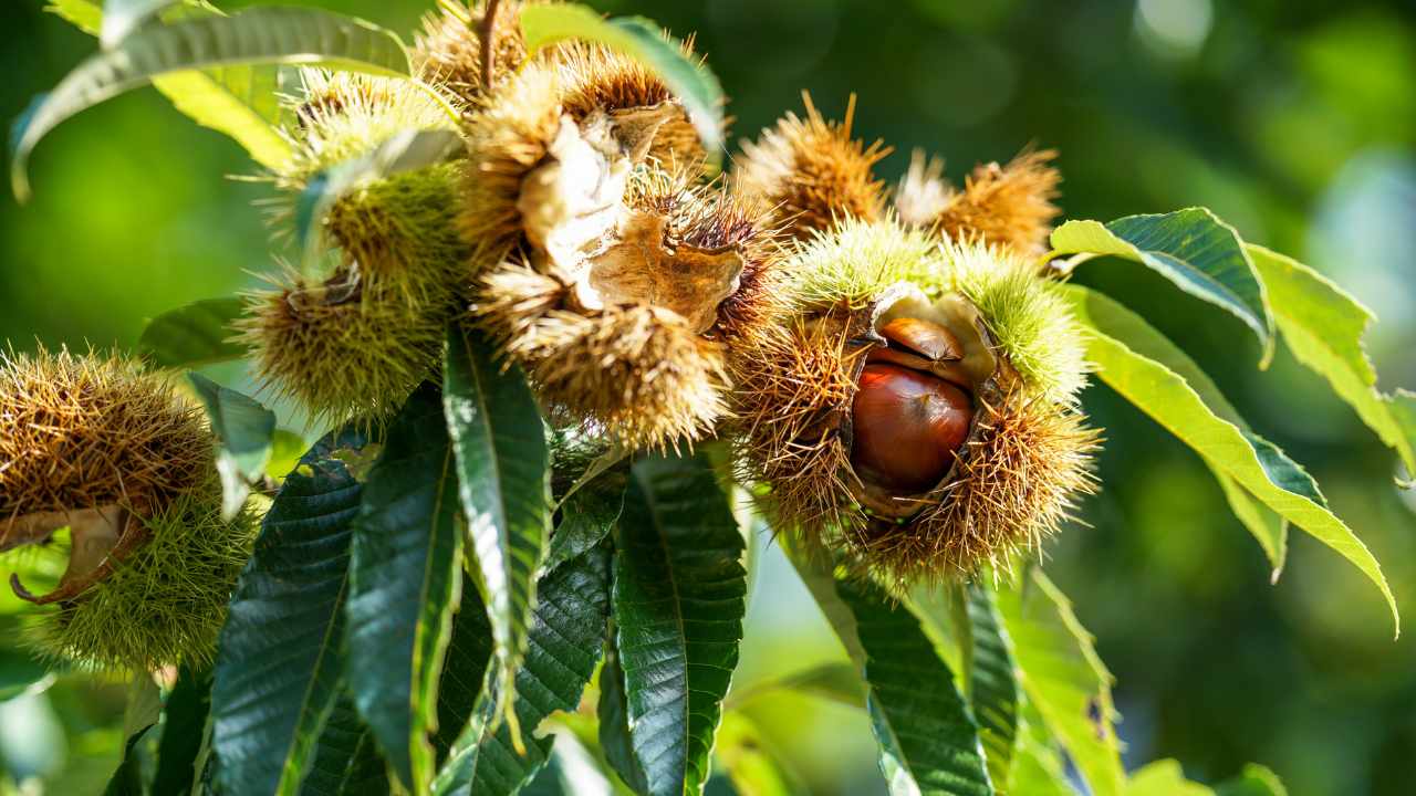 benefici e usi castagno