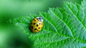 Cosa significa scoprire una coccinella gialla in casa? Ecco i motivi della sua presenza