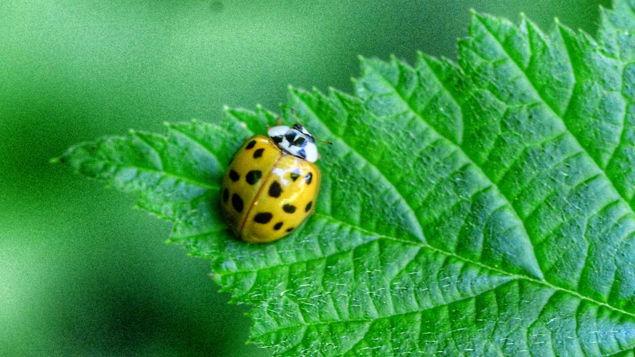 coccinella gialla in casa