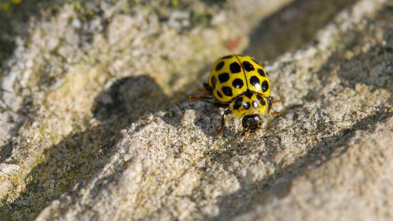 coccinella gialla in casa