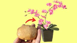 Orchidee, il trucco per farle durare: non sono mai state così forti