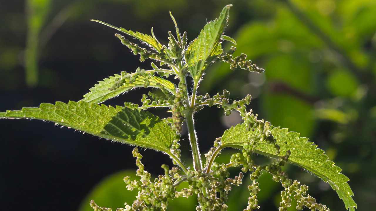 benefici ortica verde