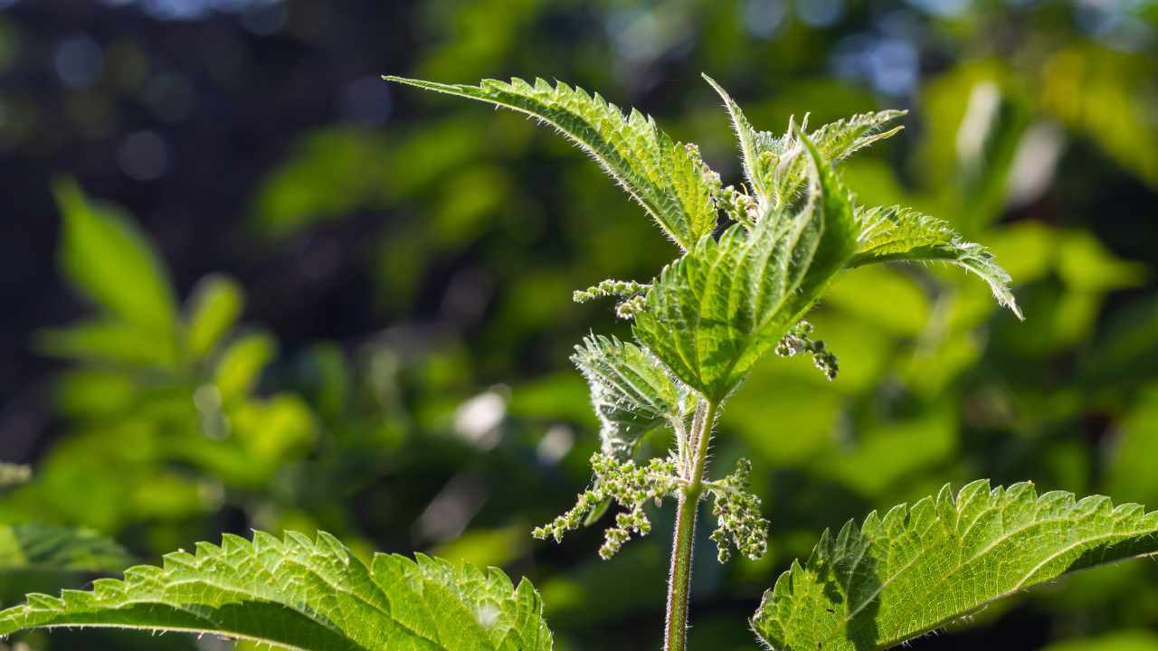 benefici ortica verde