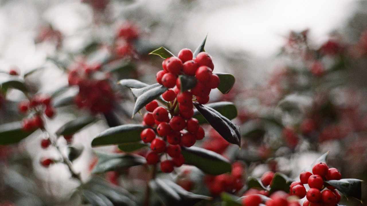 regalare piante per Natale