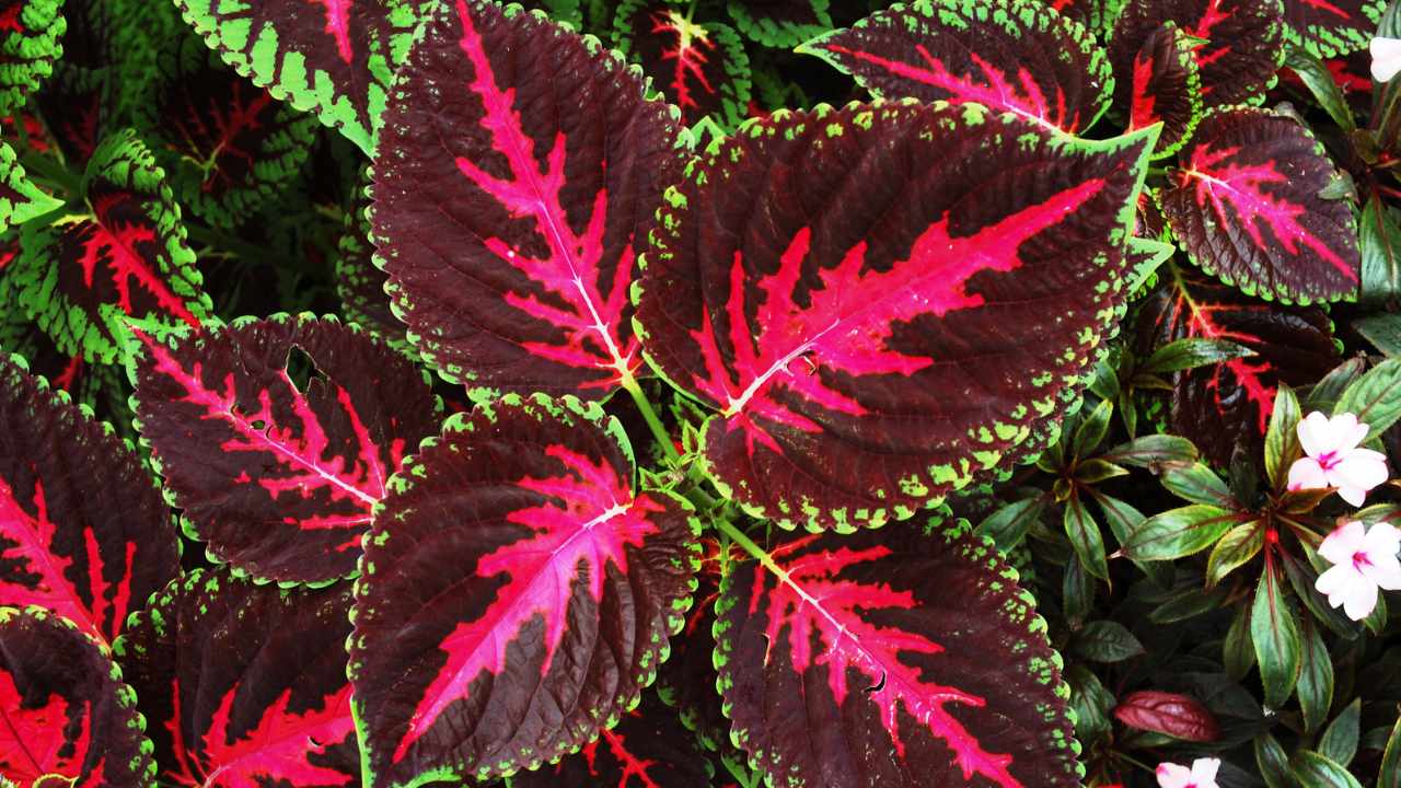 coltivazione Coleus Blumei