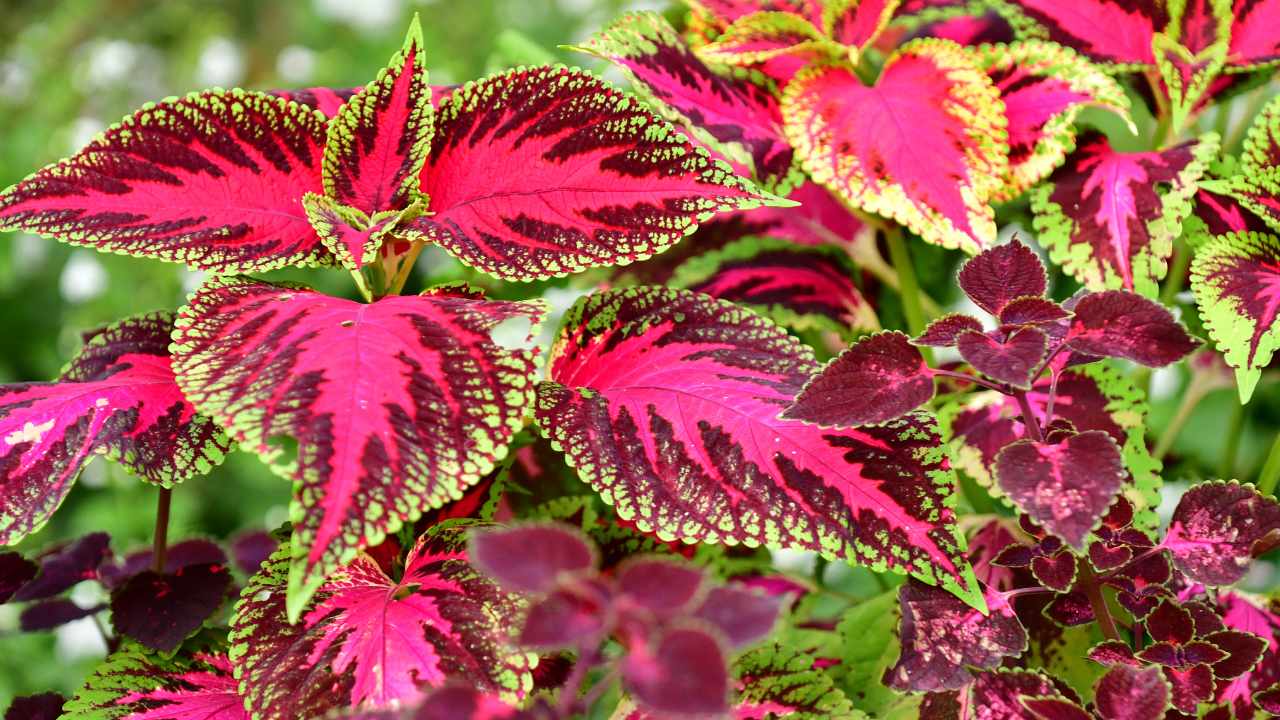 coltivazione Coleus Blumei