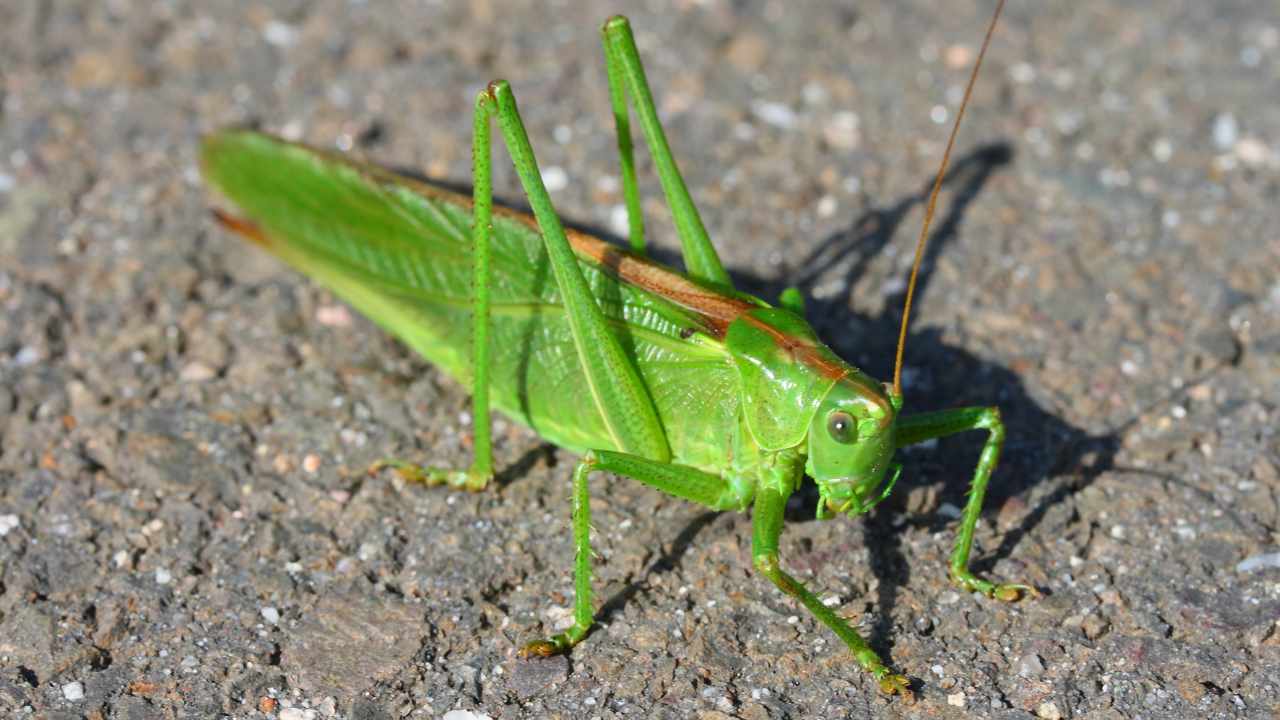 significato cavalletta verde