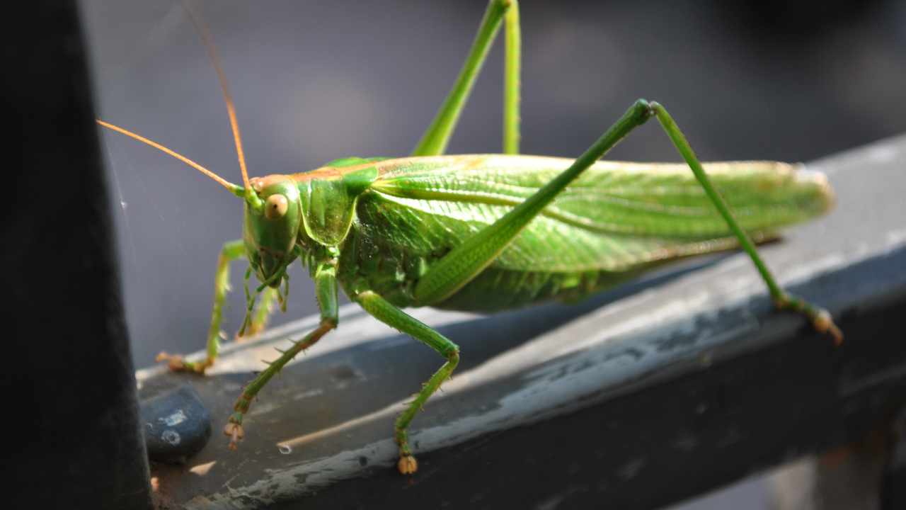 significato cavalletta verde