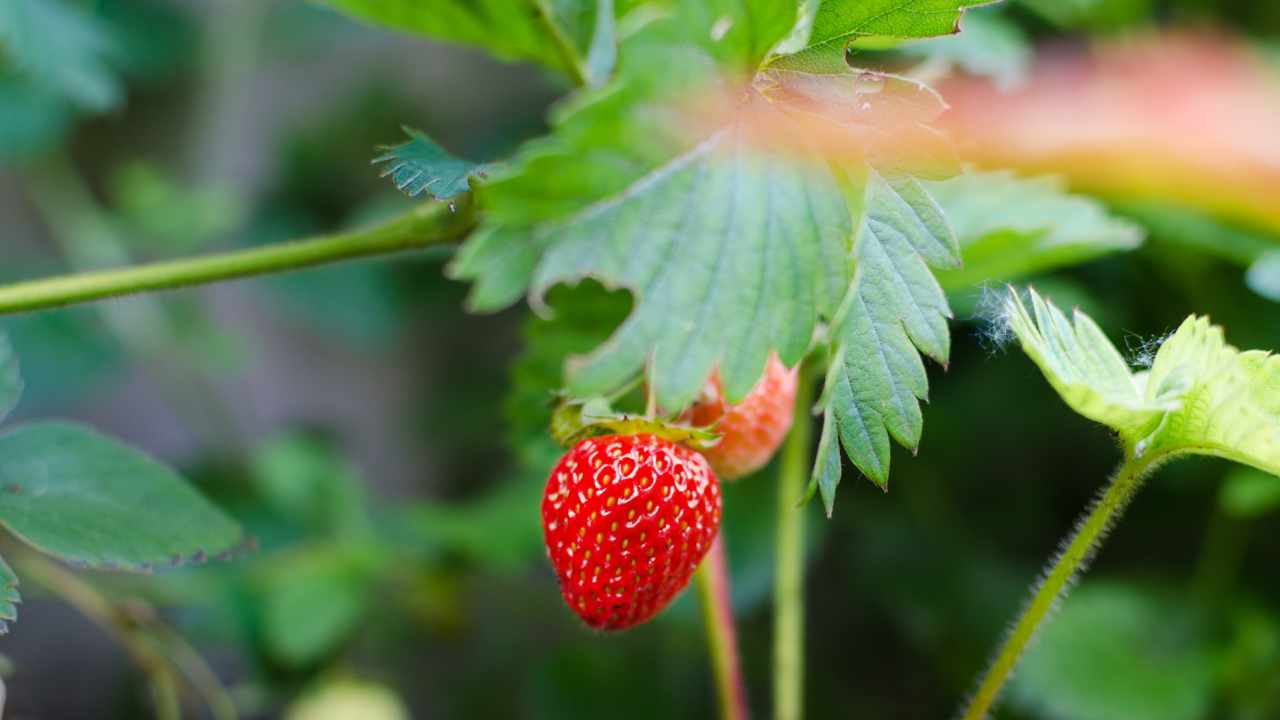 benefici foglie fragola