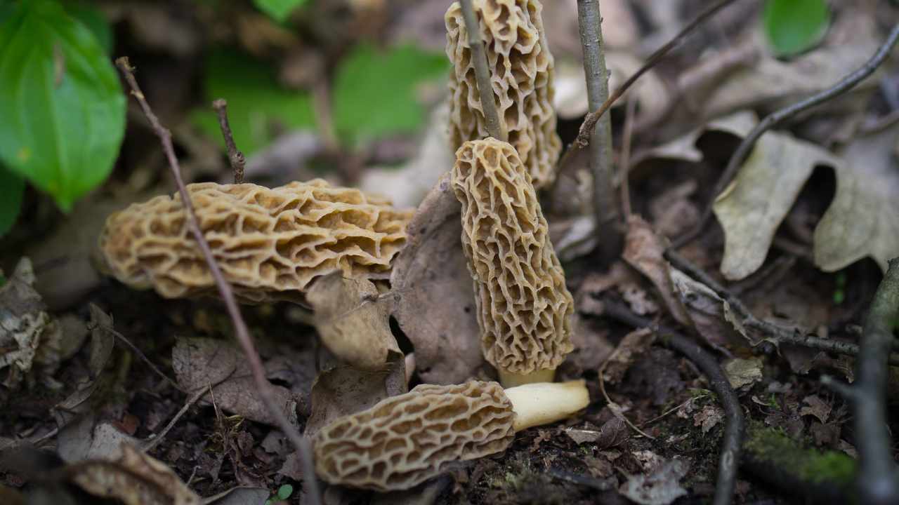 funghi prelibati e costosi