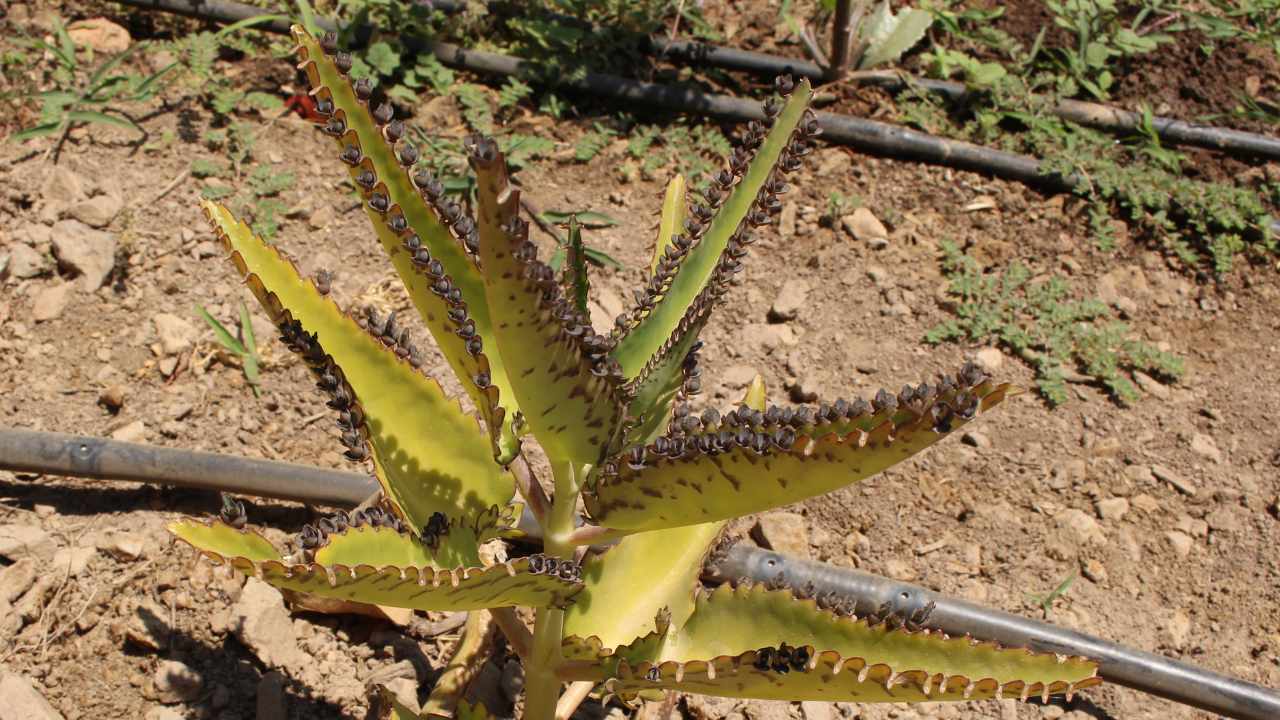 kalanchoe benefici 