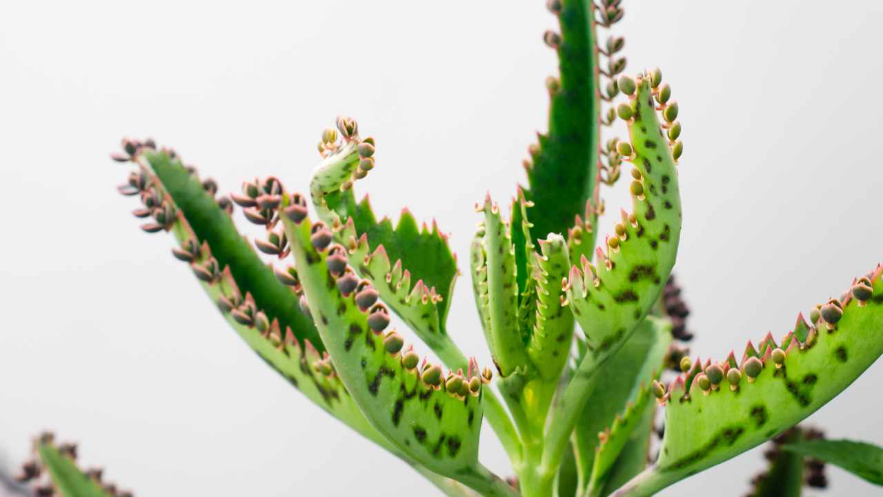 kalanchoe benefici