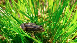 Cosa non devi assolutamente fare se trovi una rana nel tuo giardino