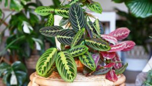 Maranta leuconeura, la pianta insolita e sorprendente che incanta con le sue foglie in movimento