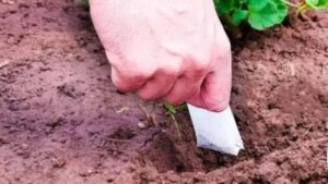 Perché dovresti piantare bustine di tè usate nel tuo giardino?