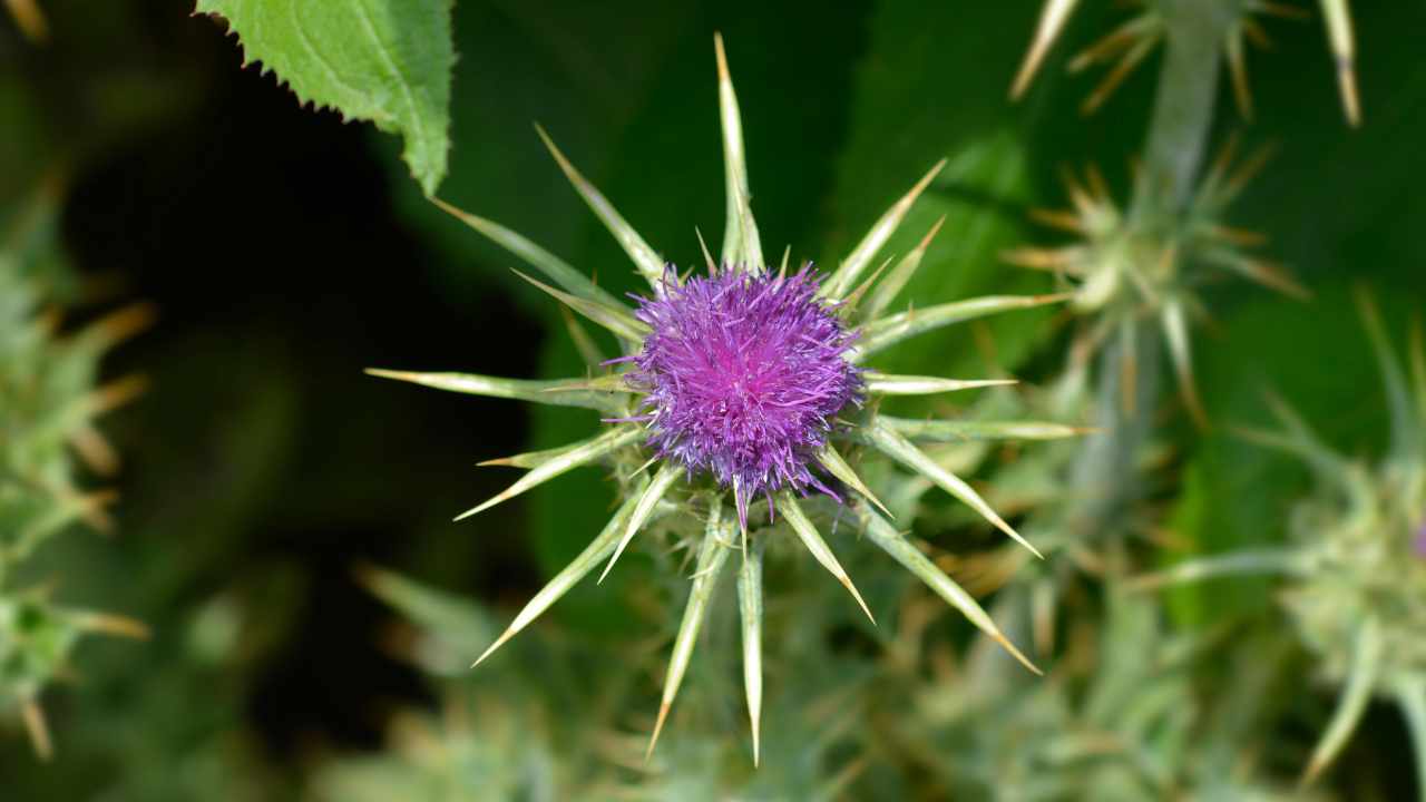 benefici cardo santo