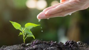 Marzo in giardino: i fiori da piantare per una fioritura straordinaria e duratura